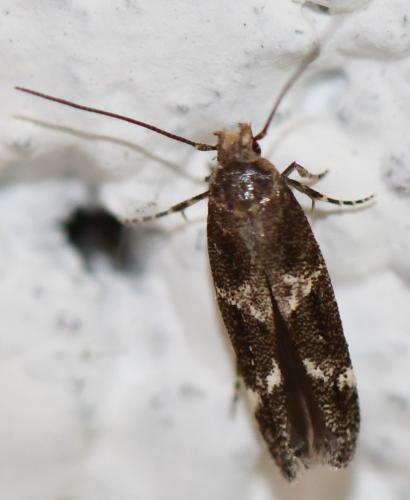Mompha sp.
